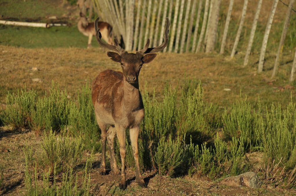 Valle De Ciervos Tandil